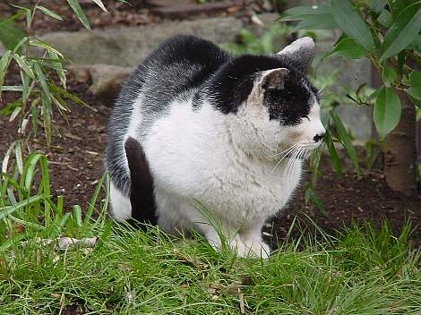 neko6.jpg