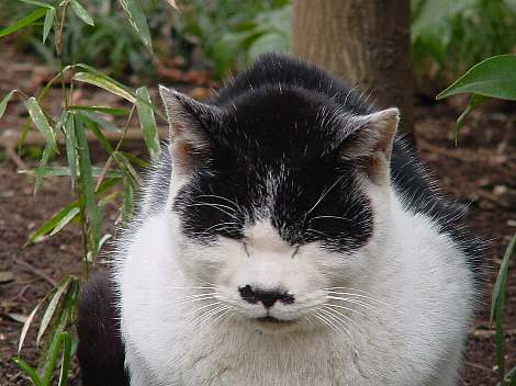 neko8.jpg