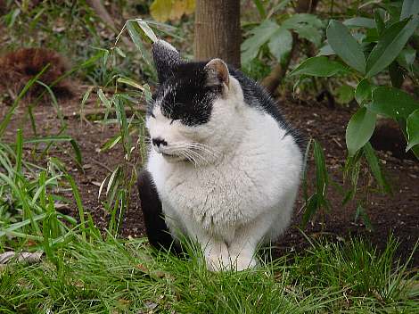 neko9.jpg